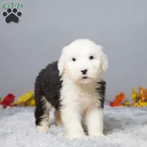 Cameron, Old English Sheepdog Puppy